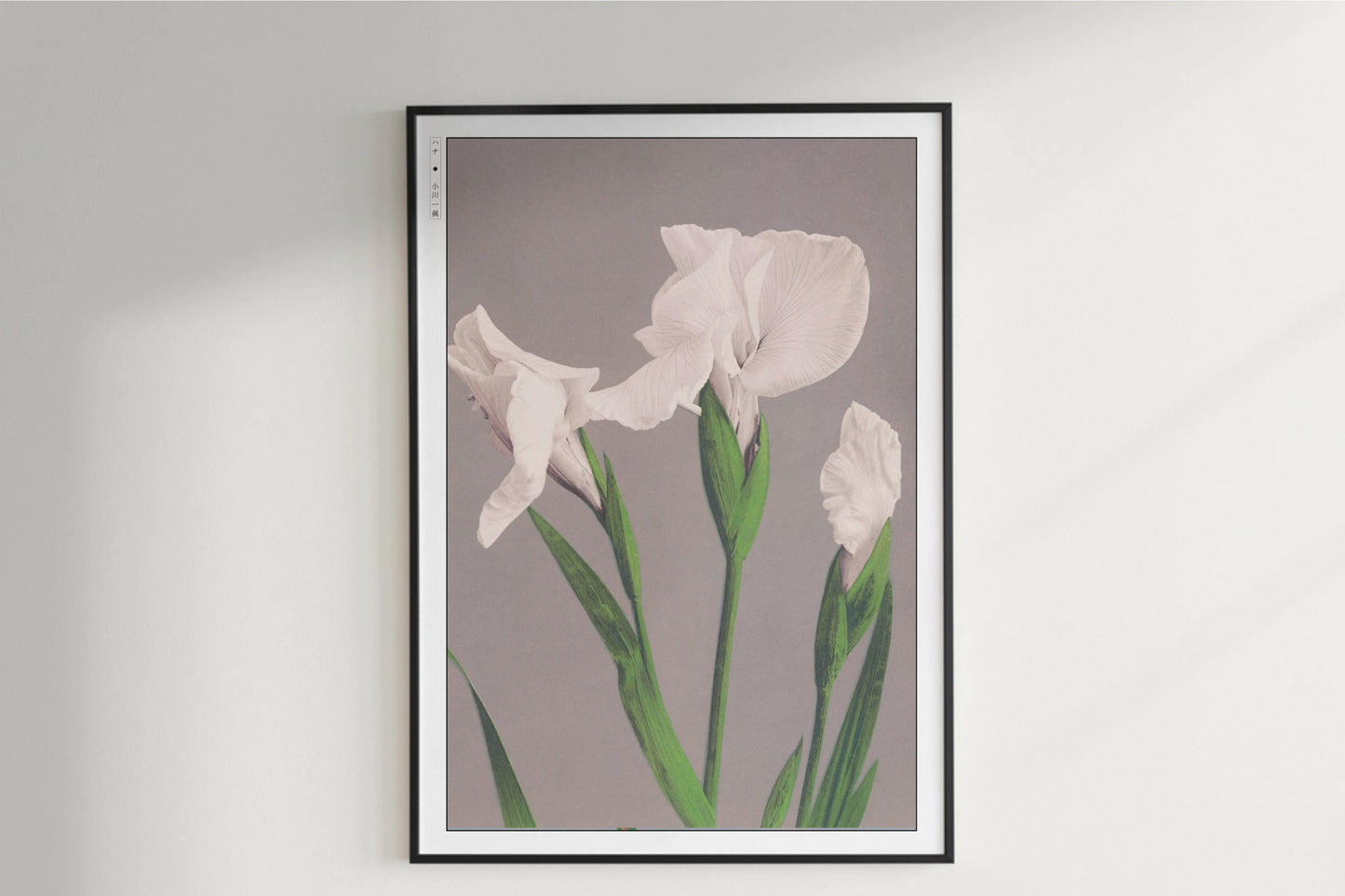 Ogawa Kazumasa - White Irises