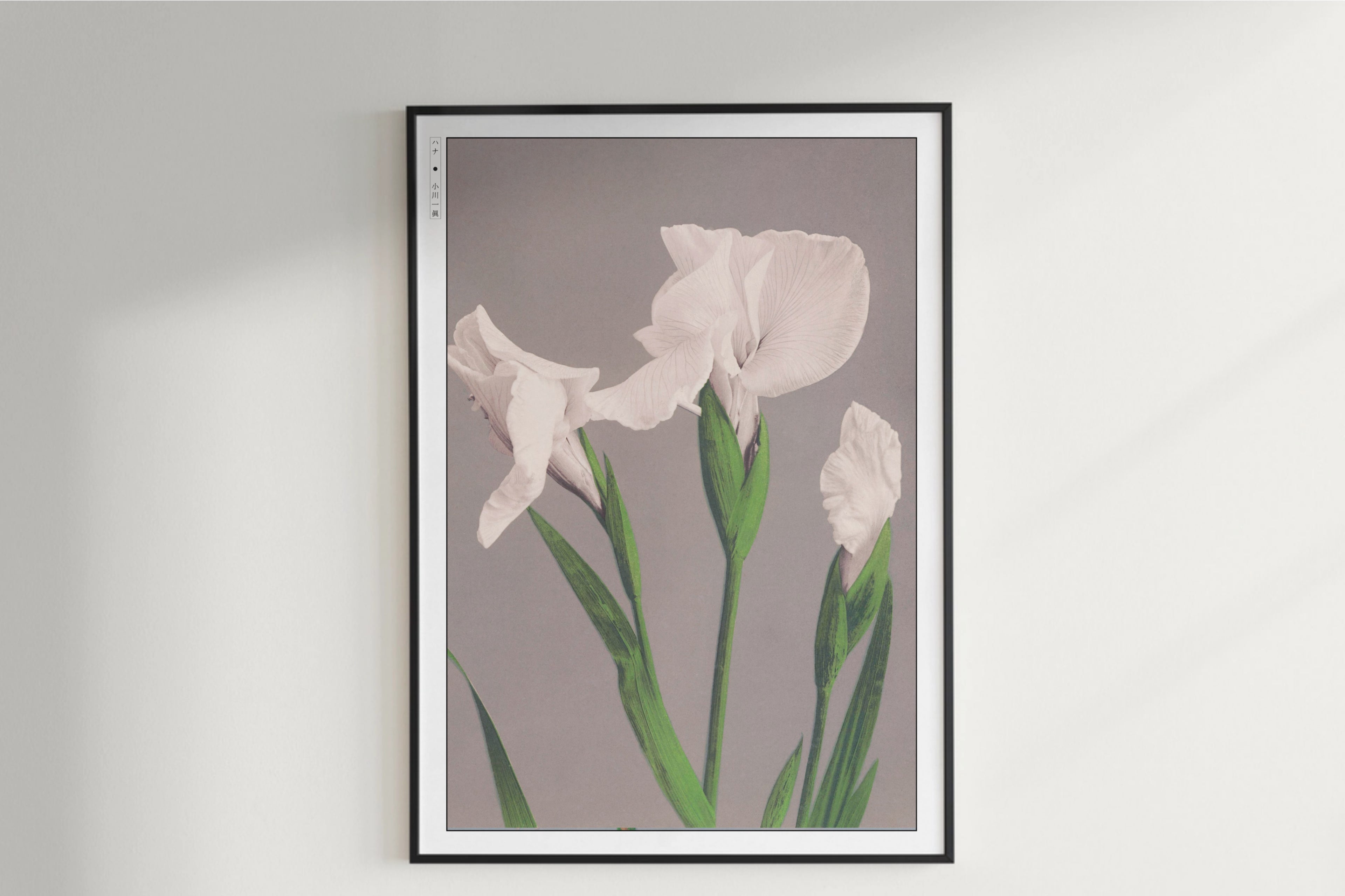 Ogawa Kazumasa - White Irises