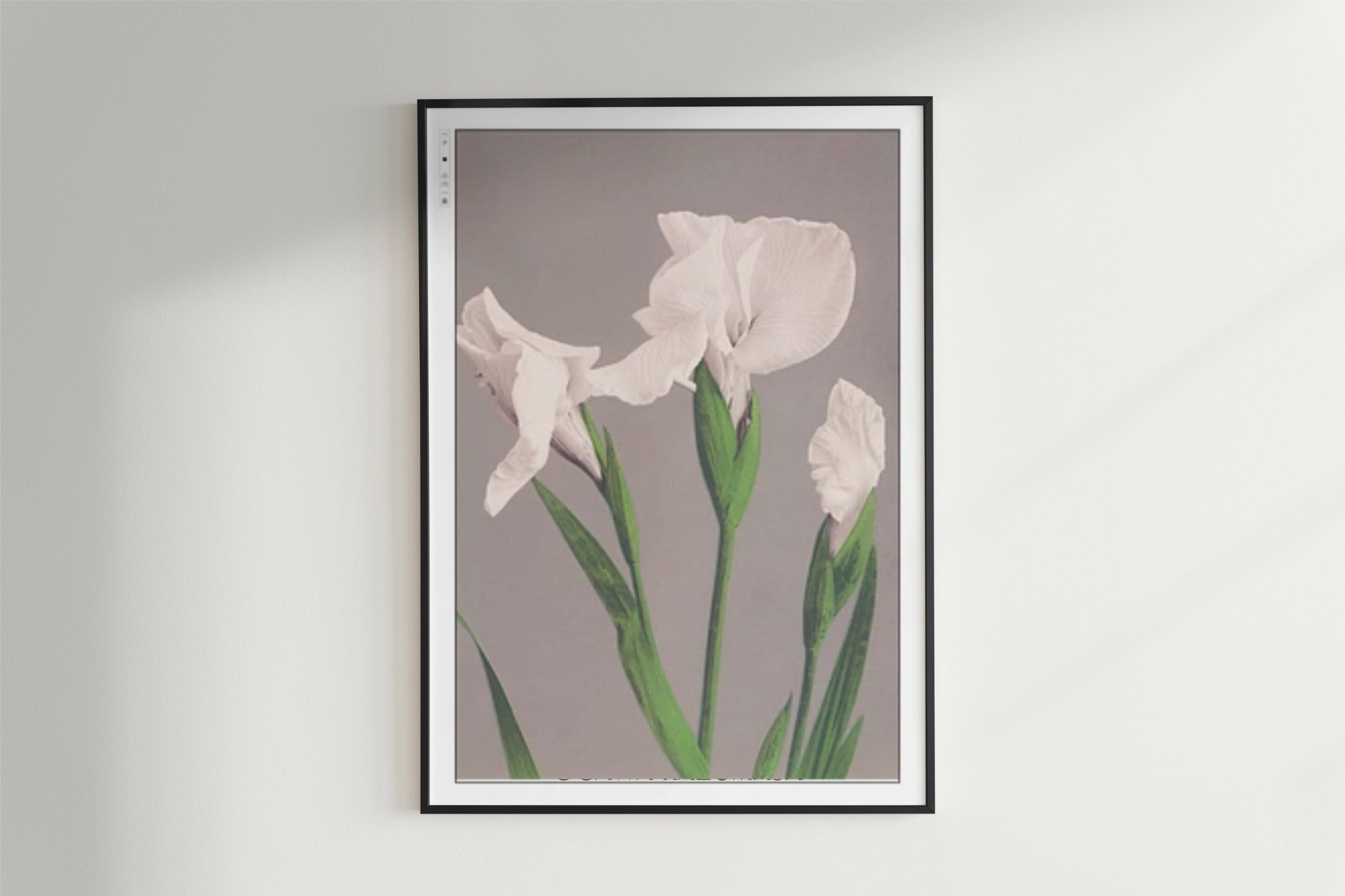 Ogawa Kazumasa - White Irises