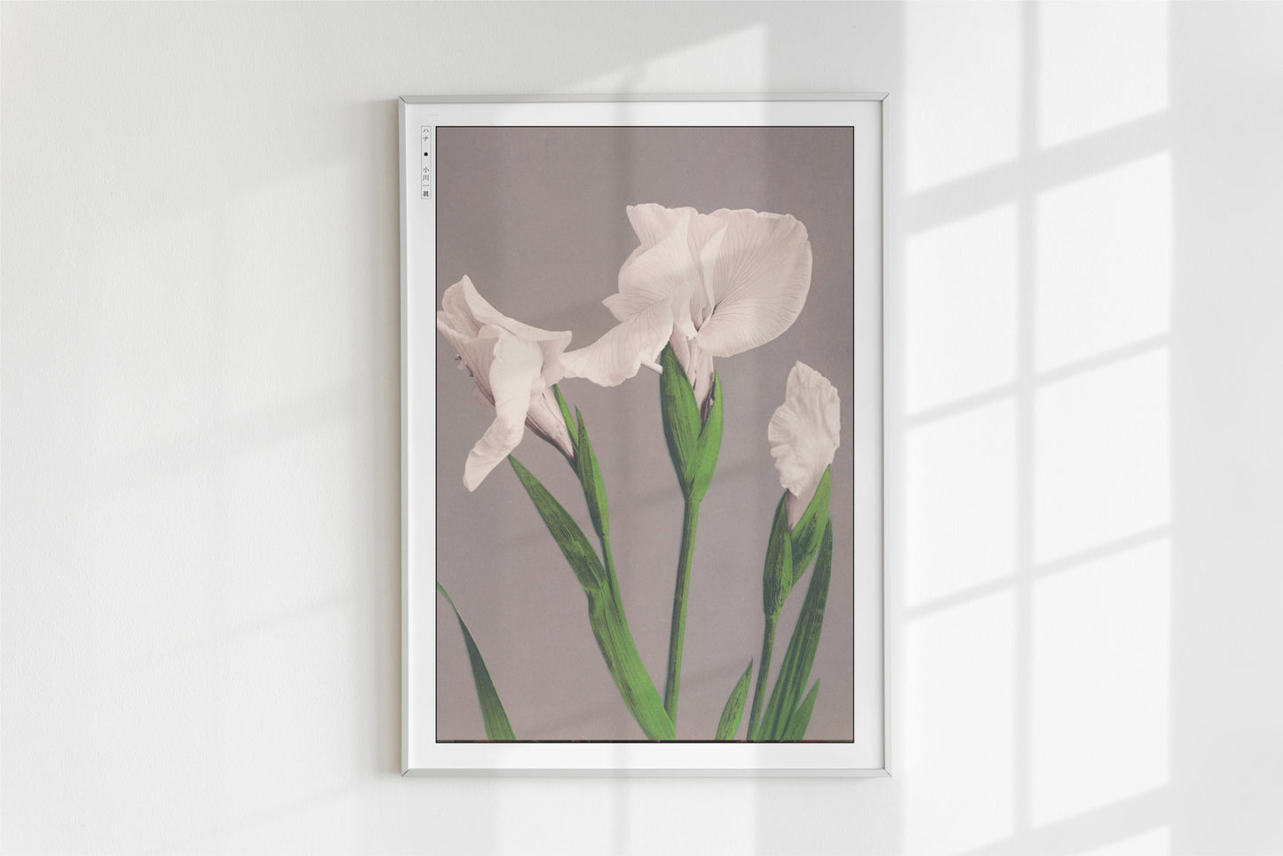 Ogawa Kazumasa - White Irises