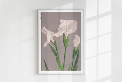 Ogawa Kazumasa - White Irises