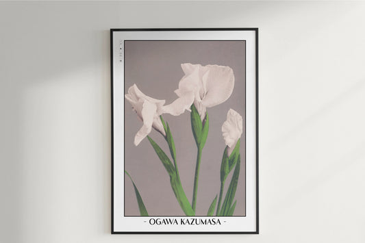 Ogawa Kazumasa - White Irises