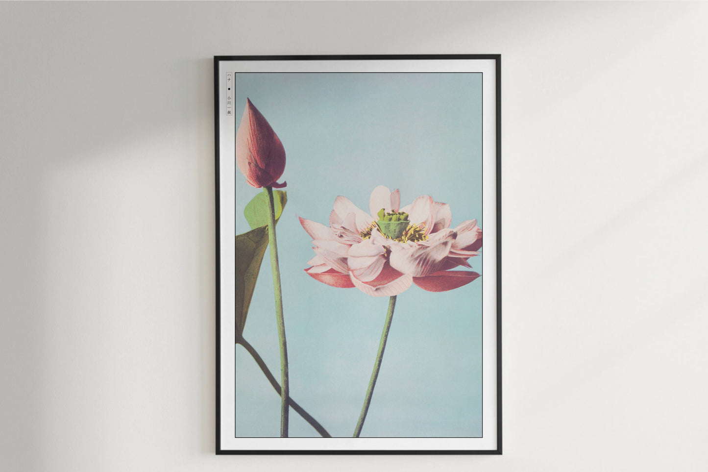 Ogawa Kazumasa - Lotus Flowers