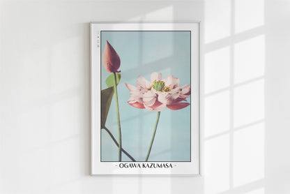 Ogawa Kazumasa - Lotus Flowers