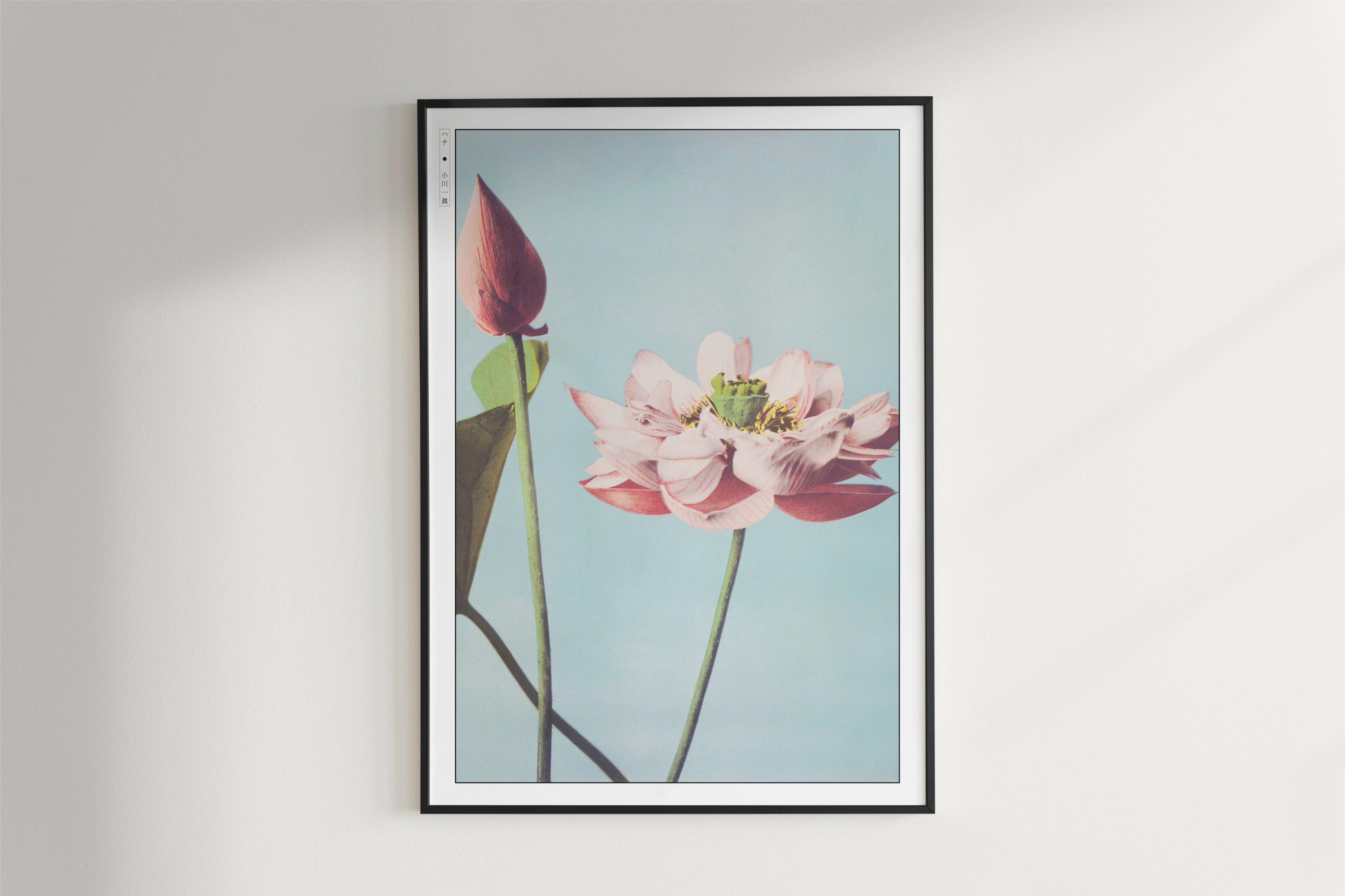 Ogawa Kazumasa - Lotus Flowers