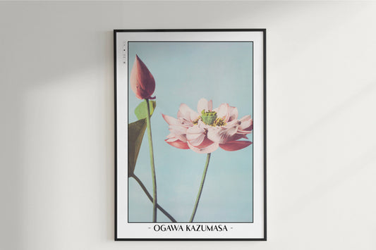 Ogawa Kazumasa - Lotus Flowers