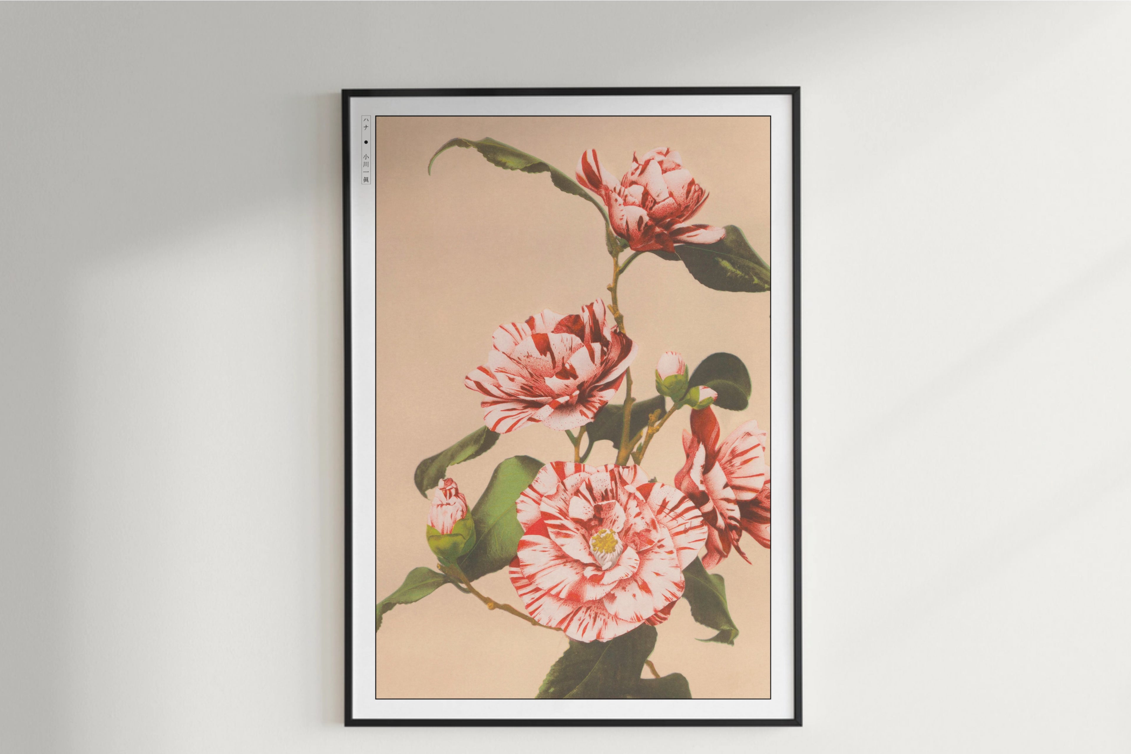 Ogawa Kazumasa - Striped Camellias