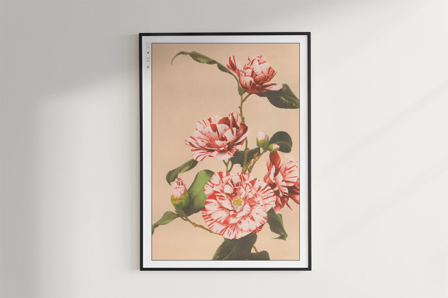 Ogawa Kazumasa - Striped Camellias