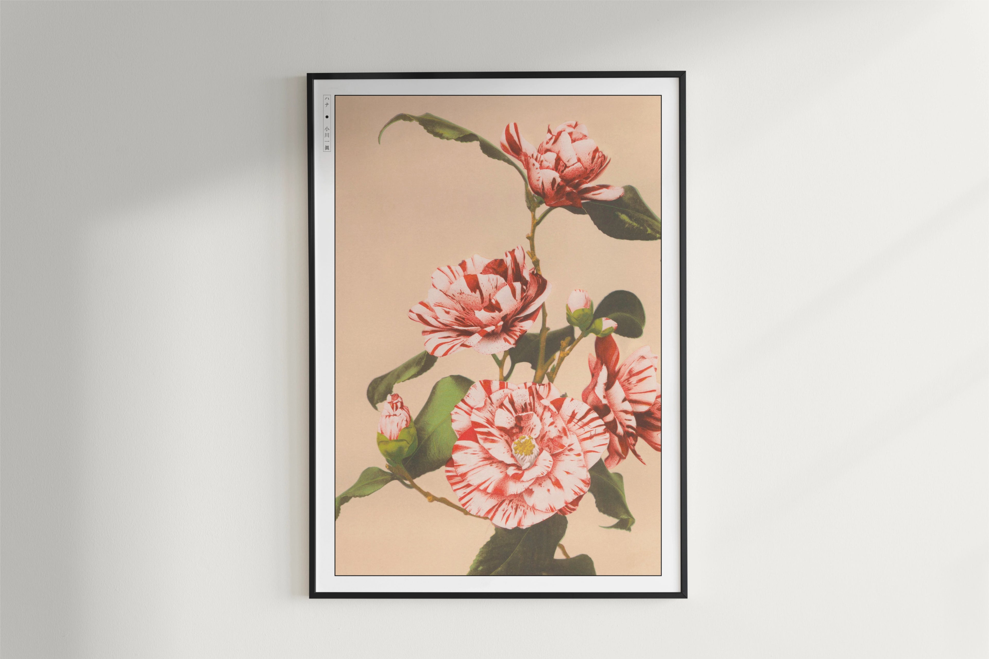 Ogawa Kazumasa - Striped Camellias