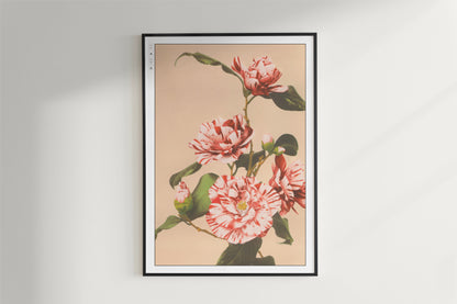 Ogawa Kazumasa - Striped Camellias