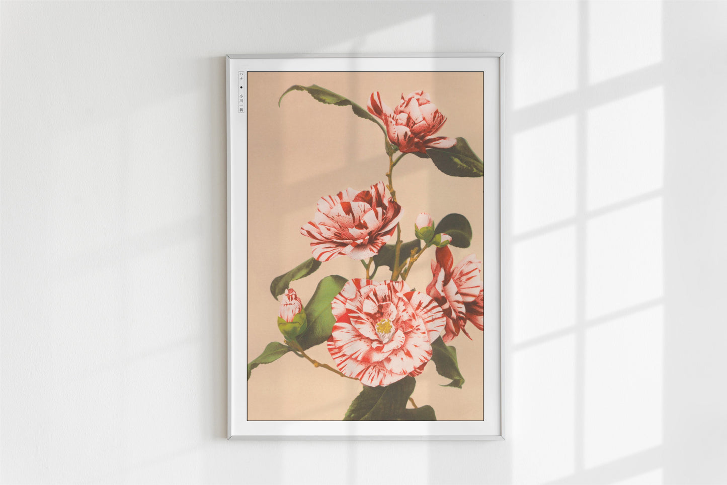 Ogawa Kazumasa - Striped Camellias