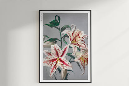 Ogawa Kazumasa - Lily