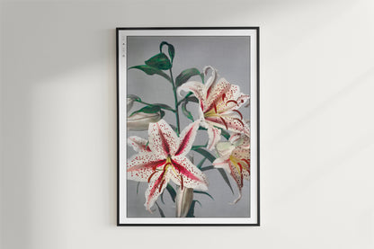 Ogawa Kazumasa - Lily