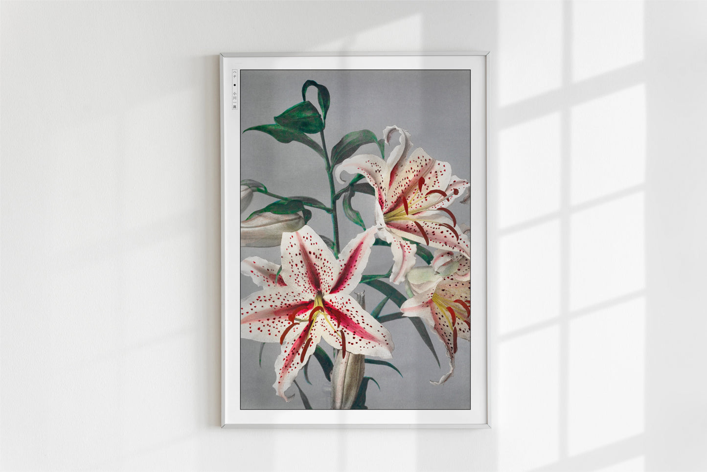 Ogawa Kazumasa - Lily