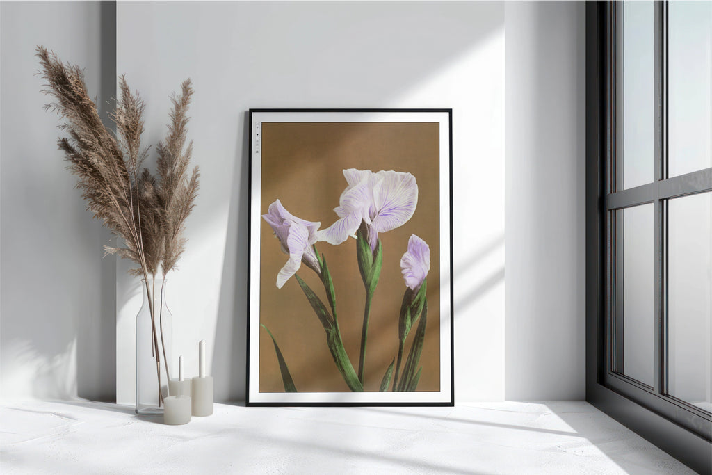 Ogawa Kazumasa - Iris Kaempferi