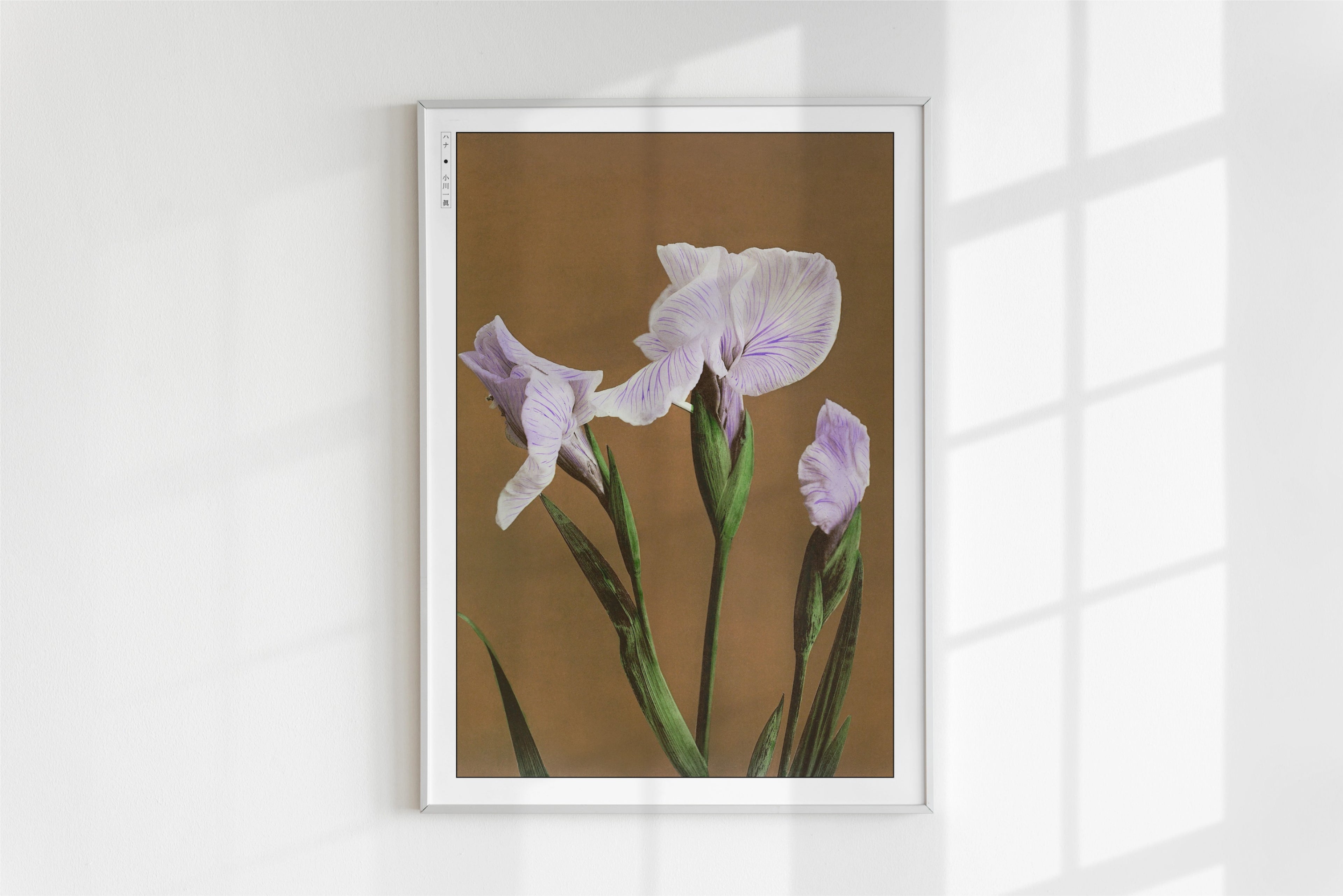 Ogawa Kazumasa - Iris Kaempferi