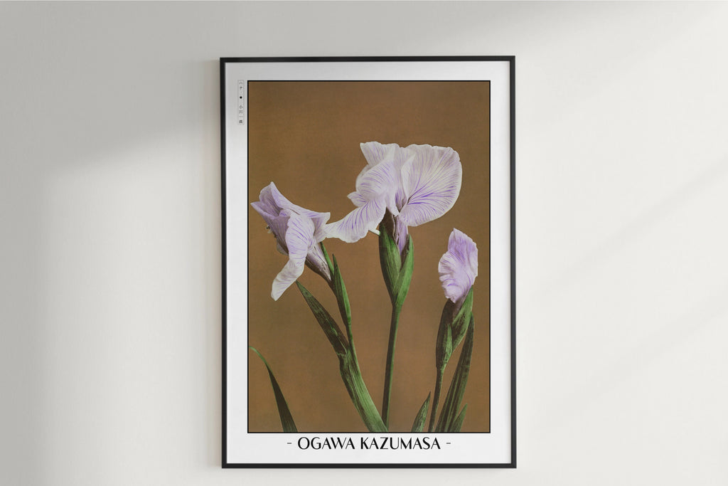Ogawa Kazumasa - Iris Kaempferi