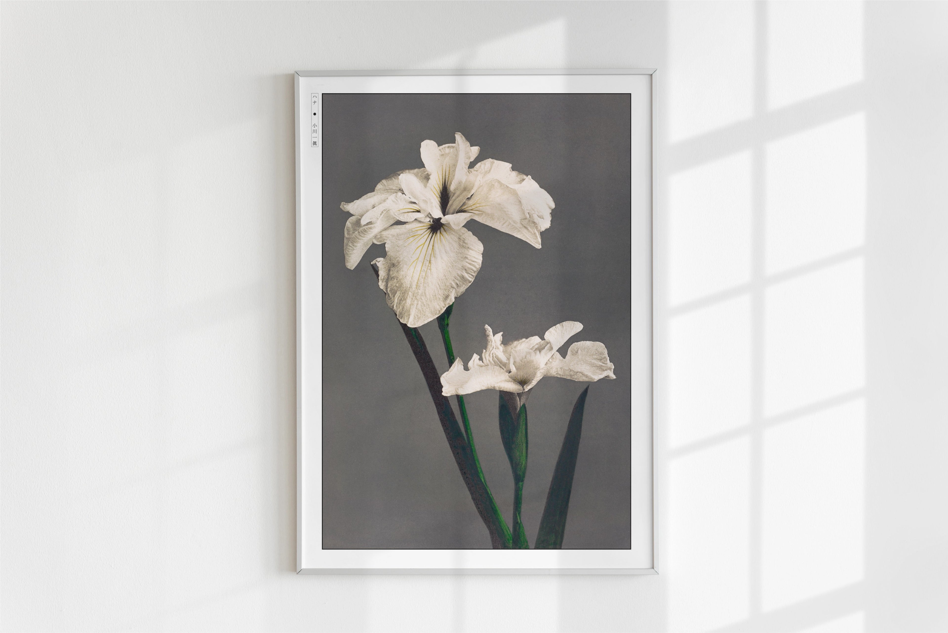 Ogawa Kazumasa - Japanese Irises