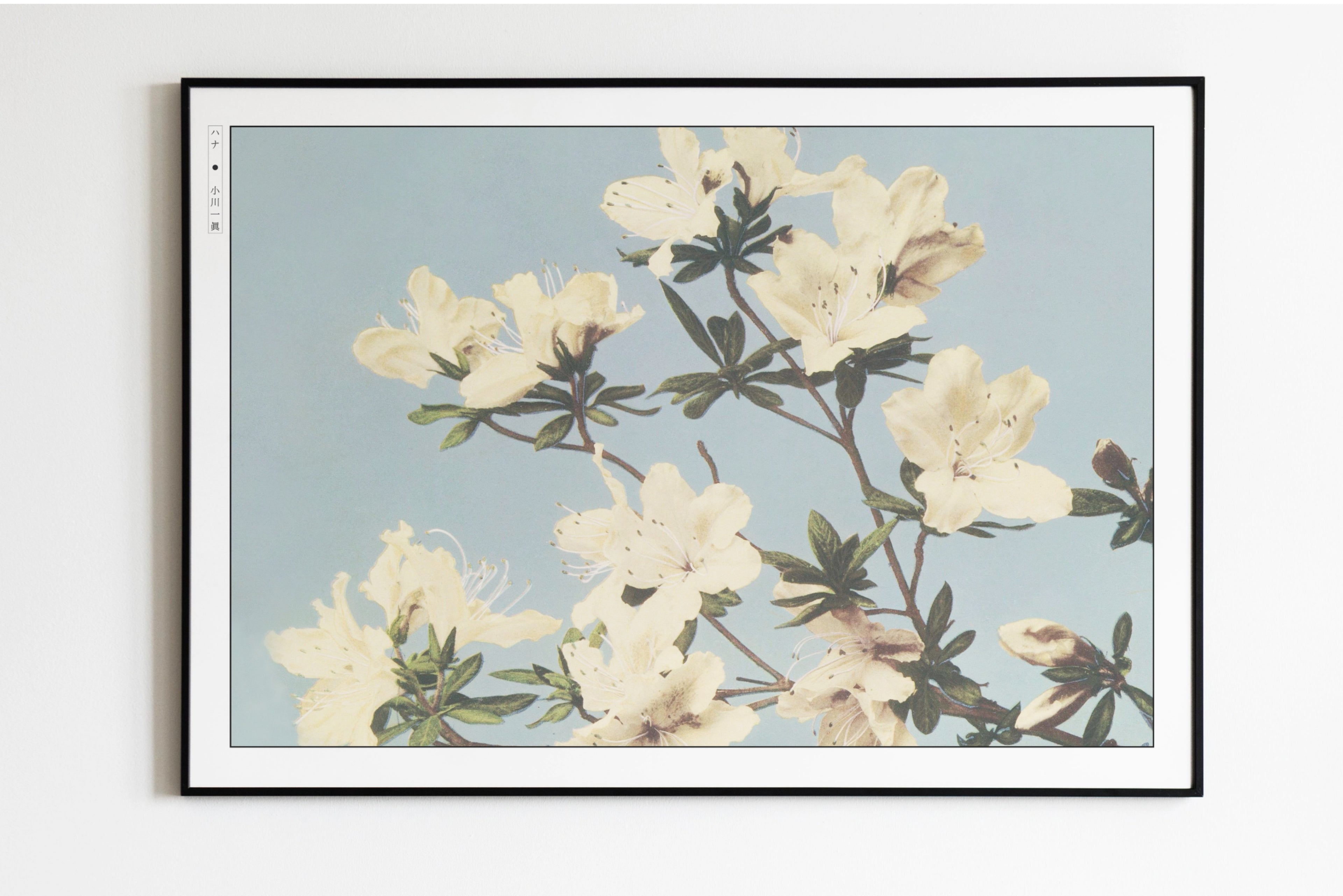 Ogawa Kazumasa - Japanese Azaleas