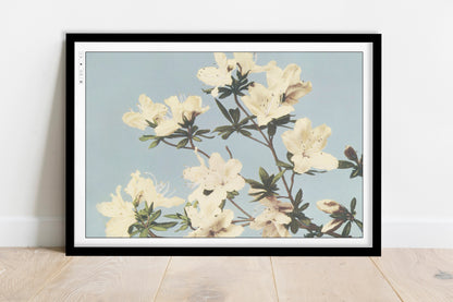 Ogawa Kazumasa - Japanese Azaleas