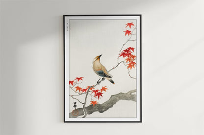 Ohara Koson - Japanese Plague Bird on Maple - Art Only - Black Frame