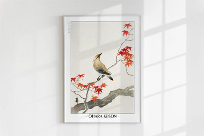Ohara Koson - Japanese Plague Bird on Maple - Artist Name - White Frame