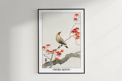 Ohara Koson - Japanese Plague Bird on Maple - Artist Name - Black Frame