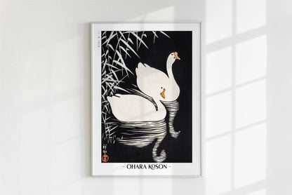 Ohara Koson - White Chinese Geese Swimming by Reeds - Artist Name - White Frame