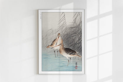 Ohara Koson - Two Bar-Tailed Godwits - Art Only - White Frame