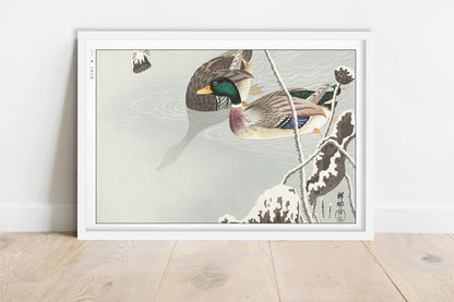 Ohara Koson - Two Mallards near a Snow-Covered Lotus - Art Only - White Frame