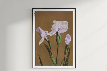 Ogawa Kazumasa - Iris Kaempferi - Art Only with Decor