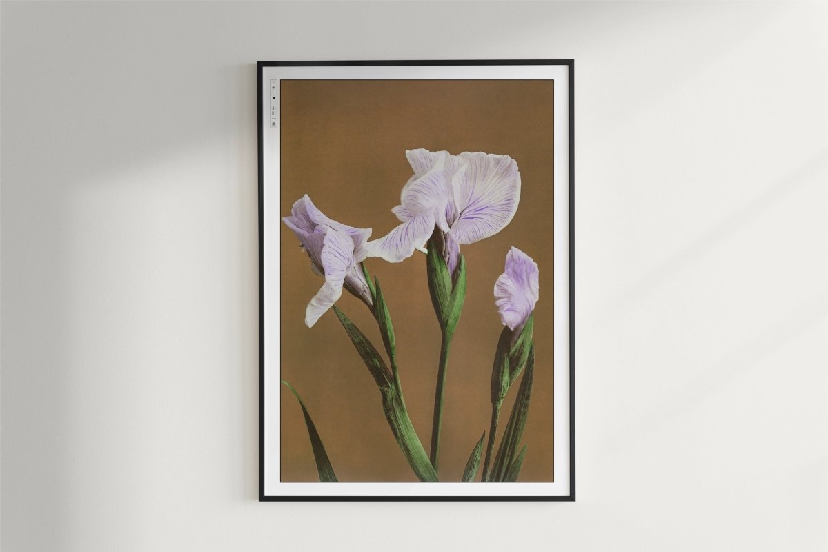 Ogawa Kazumasa - Iris Kaempferi - Art Only - White Frame