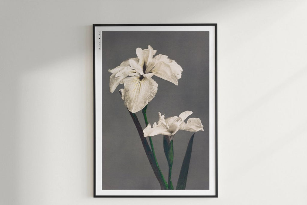 Ogawa Kazumasa - Japanese Irises - Art Only with Decor