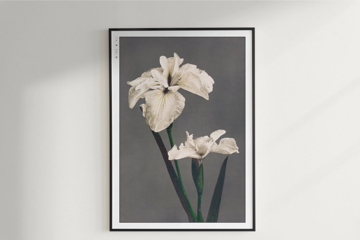 Ogawa Kazumasa - Japanese Irises - Art Only with Decor