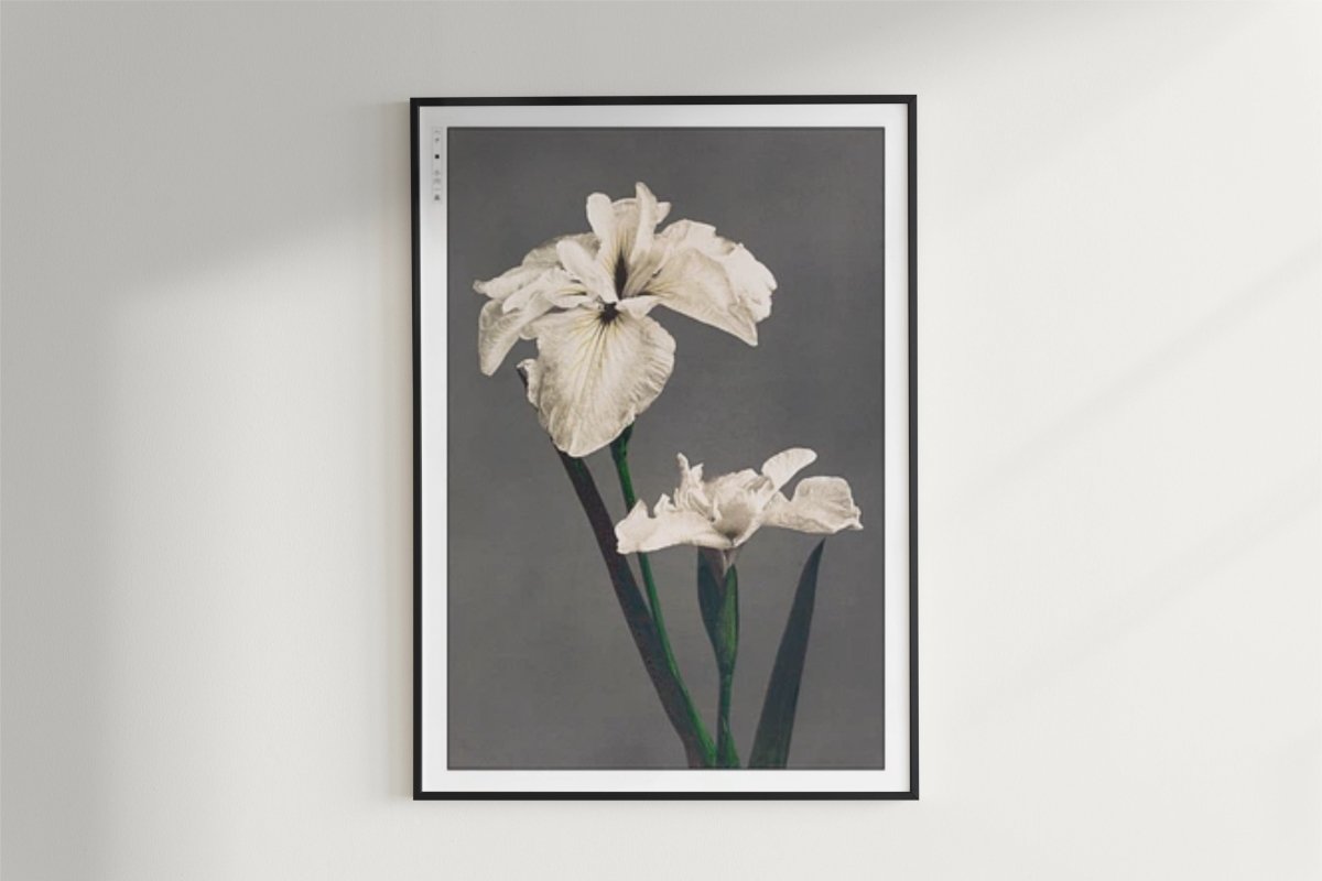 Ogawa Kazumasa - Japanese Irises - Art Only - White Frame