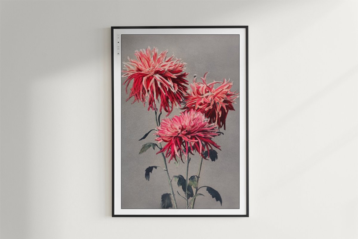 Ogawa Kazumasa - Pink Chrysanthemum - Art Only - White Frame