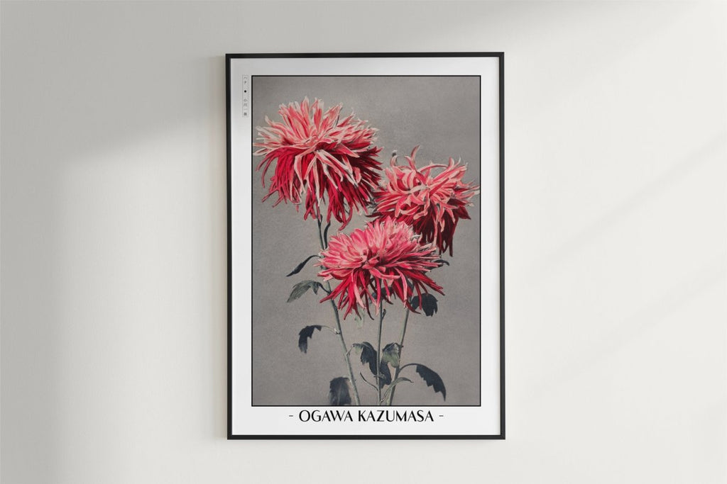 Ogawa Kazumasa - Pink Chrysanthemum - Artist Name - White Frame