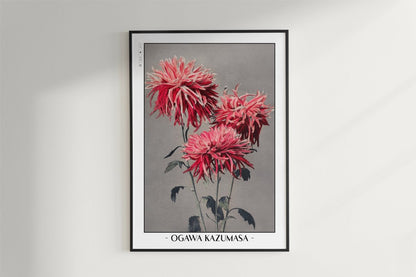 Ogawa Kazumasa - Pink Chrysanthemum - Artist Name - White Frame