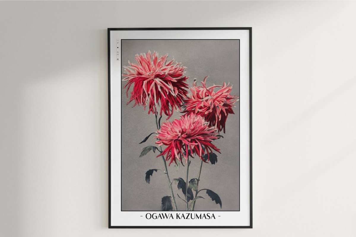 Ogawa Kazumasa - Pink Chrysanthemum - Artist Name Unframed