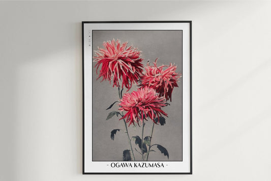 Ogawa Kazumasa - Pink Chrysanthemum - Artist Name Unframed
