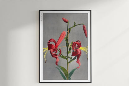 Ogawa Kazumasa - Red Lily - Art Only with Decor