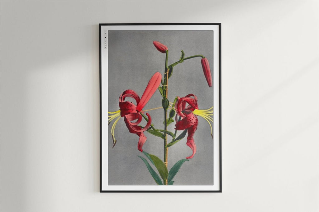 Ogawa Kazumasa - Red Lily - Art Only - White Frame