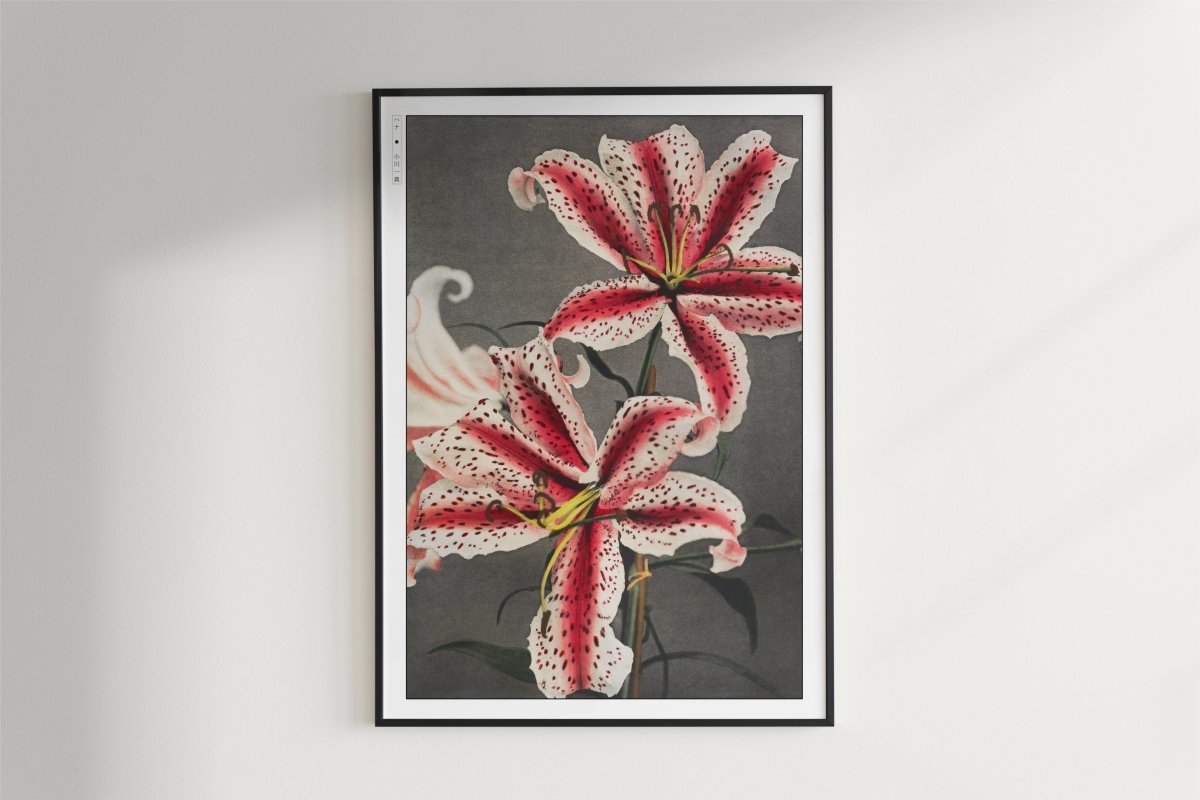 Ogawa Kazumasa - Pink Spotted Lily - Art Only - White Frame