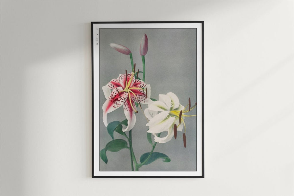 Ogawa Kazumasa - Japanese Lilies - Art Only - White Frame