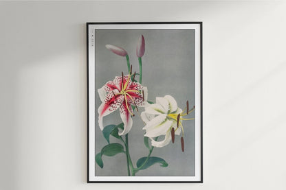 Ogawa Kazumasa - Japanese Lilies - Art Only with Decor