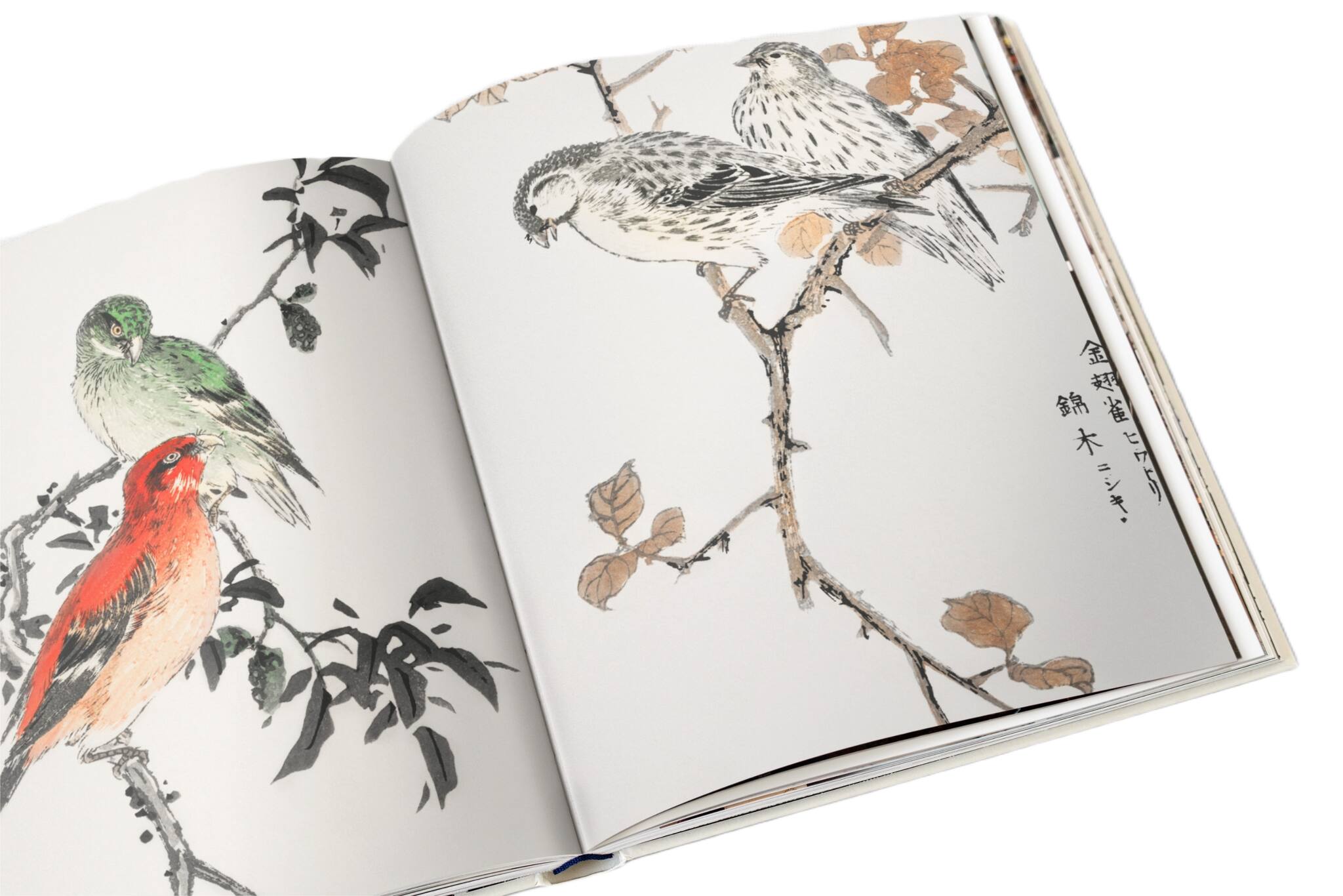 Numata Kashu Japanese art print of detailed birds on branches in soft tonal ink composition inspired by early 20th century printmaking